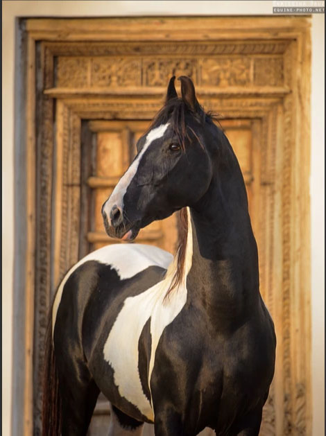 Ekaterina Druz - Equine Photography - Pinto Marwari Horse